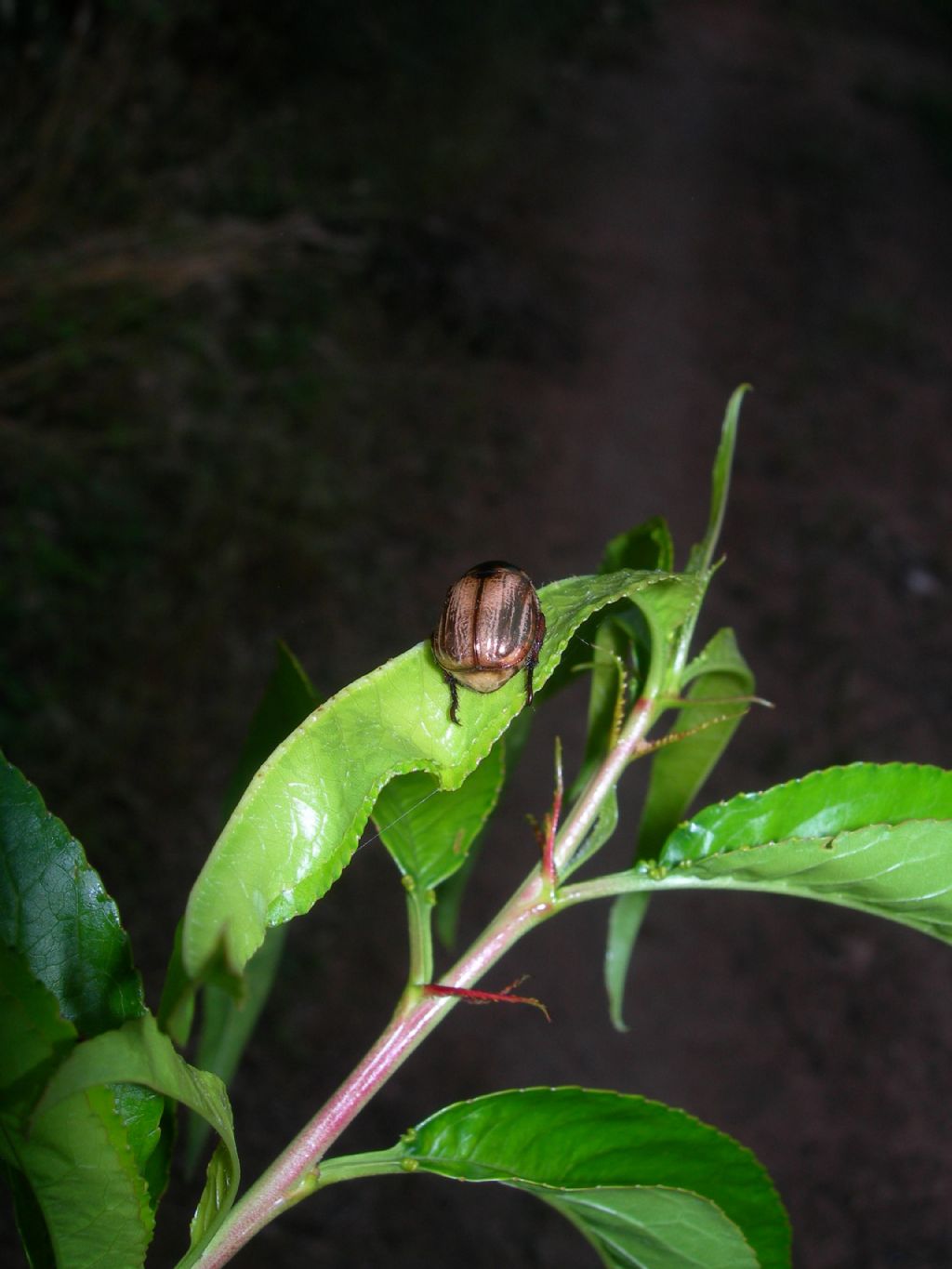 Mimela junii junii, Rutelidae